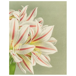 John Derian Brunswigia Massaiana (p 142)