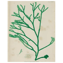 John Derian #16 Seaweed (CLXXXII) (p 143)