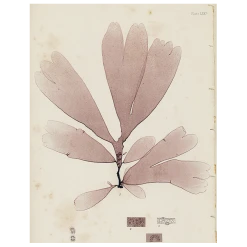 John Derian #2 Seaweed (LXXa) (p 144) Decoupage