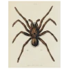 John Derian Spider (p 147) Decoupage