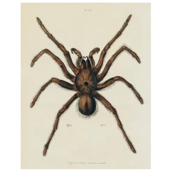 John Derian Spider (p 147) Decoupage