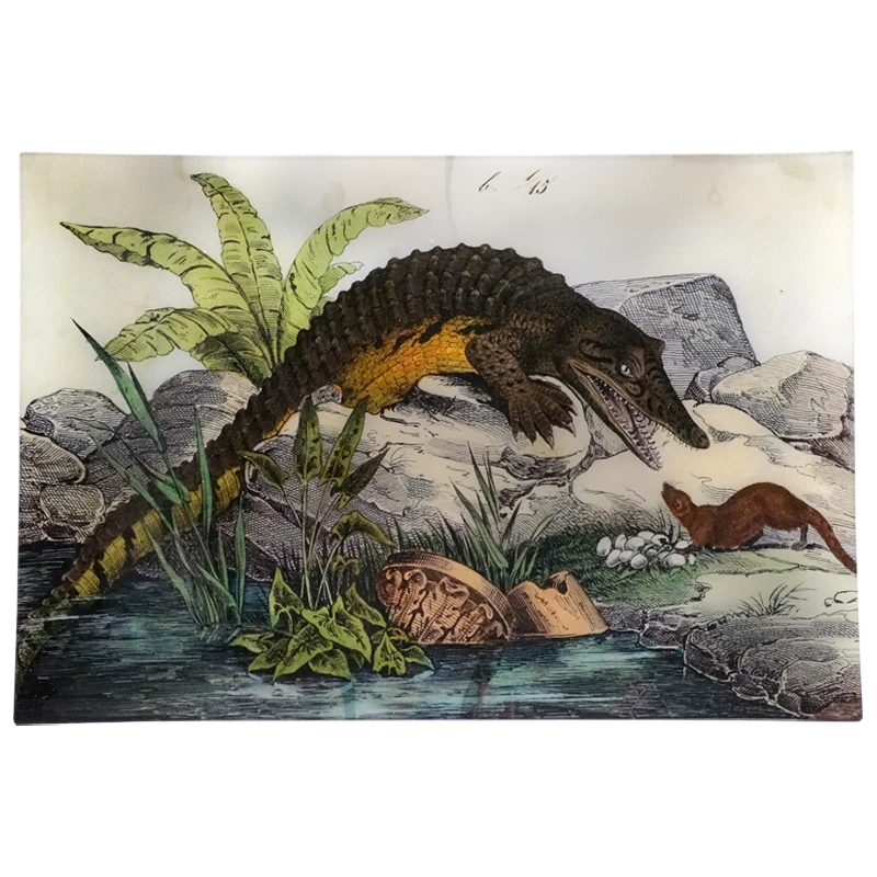 John Derian Alligator - FINAL SALE Animals 3 John Derian Alligator - FINAL SALE Animals