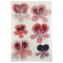 John Derian Decoupage Six Pelargorium