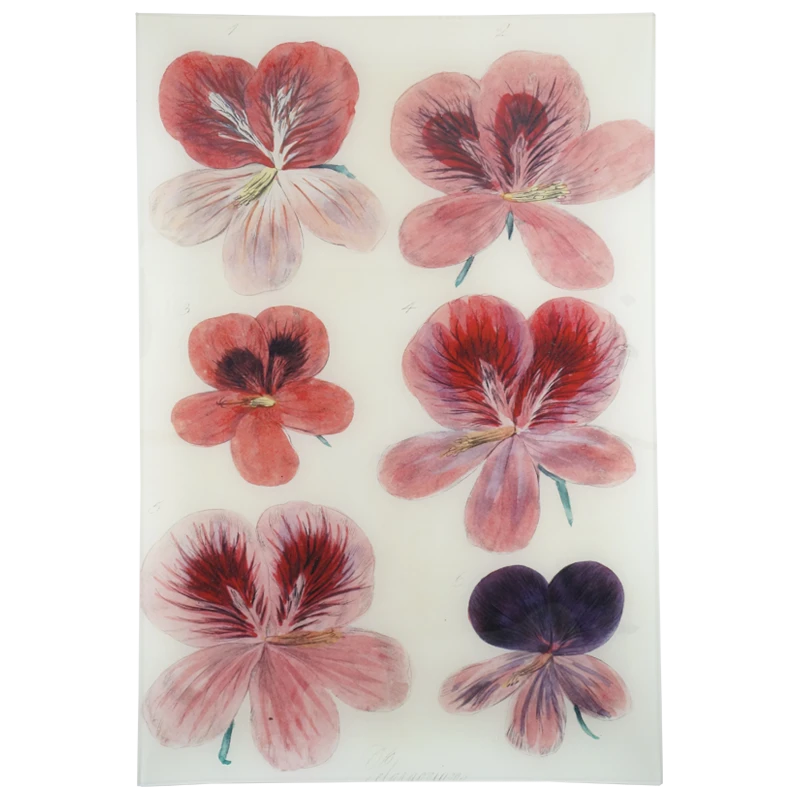 John Derian Decoupage Six Pelargorium 3 John Derian Decoupage Six Pelargorium