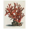 John Derian Decoupage Coral Tab 37 (p 153)