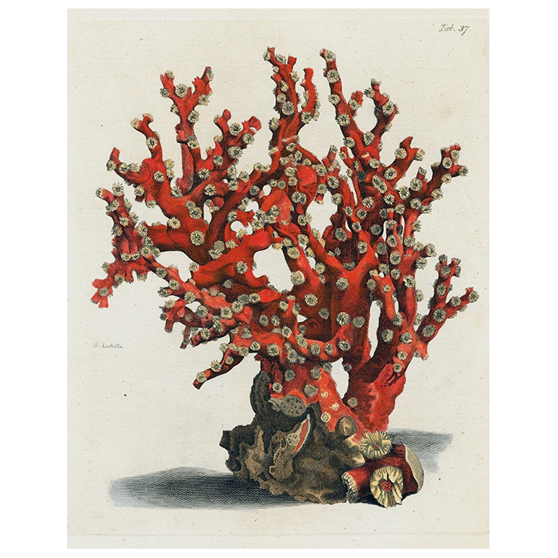 John Derian Decoupage Coral Tab 37 (p 153) 3 John Derian Decoupage Coral Tab 37 (p 153)