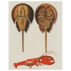 John Derian Decoupage Horseshoe Crabs And Lobster (p 154)