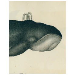 John Derian Whale (p 156)