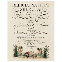 John Derian Decoupage Shells, Circa 1755 (p 158)