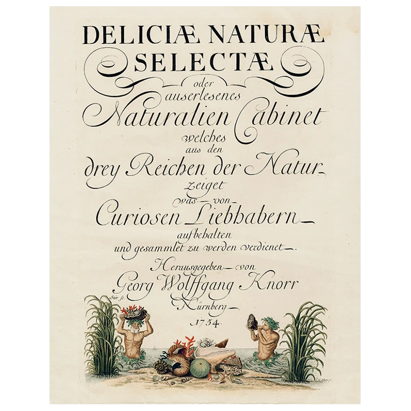 John Derian Decoupage Shells, Circa 1755 (p 158) 3 John Derian Decoupage Shells, Circa 1755 (p 158)