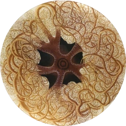 John Derian Starfish B Decoupage