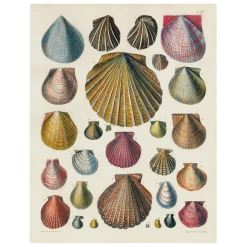 John Derian Decoupage Scallops LXV 65 (p 159)
