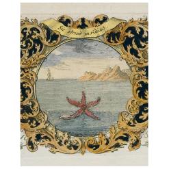 John Derian Decoupage Starfish (by Day) (p 161)