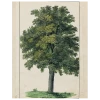John Derian Green Tree (p 166) Decoupage