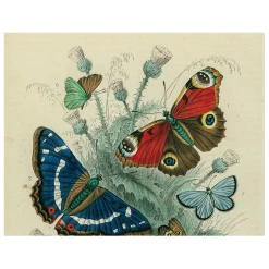 John Derian Decoupage Butterfly - Dancing (p 167)