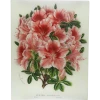 John Derian Azalea Sigismond Rucker - FINAL SALE