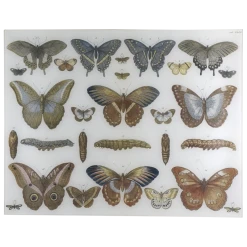 John Derian Butterflies