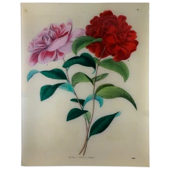 John Derian Stuttgart Flower 1843