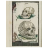John Derian Skulls (p 172) 1 John Derian Skulls (p 172)