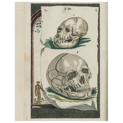 John Derian Skulls (p 172)