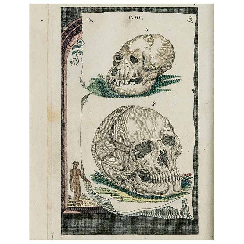 John Derian Skulls (p 172) 3 John Derian Skulls (p 172)