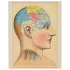 John Derian Phrenology 2 (p 174)