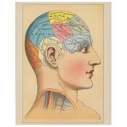 John Derian Phrenology 2 (p 174)