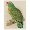John Derian Amazon Parrot (p 178)