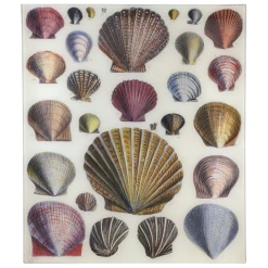 John Derian Shells