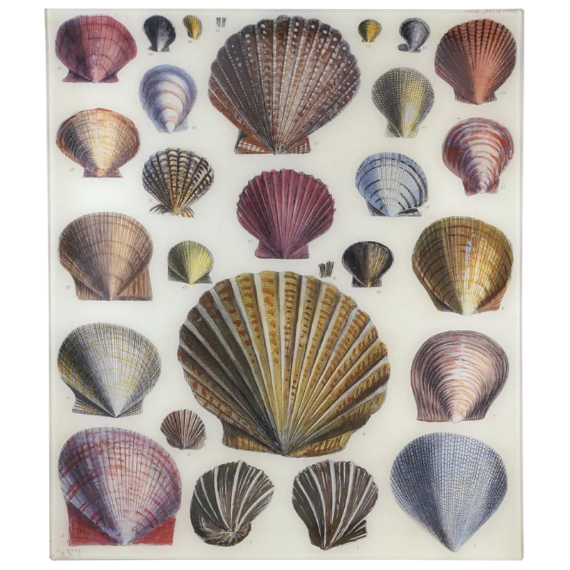 John Derian Shells 3 John Derian Shells