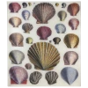 John Derian Shells - FINAL SALE