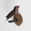Vintage Antique Black Forest Carved Bird (B18) Vintage & Antiques