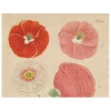 John Derian Papaver (Poppy) (p 179) Decoupage