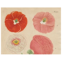 John Derian Papaver (Poppy) (p 179) Decoupage