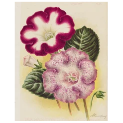 John Derian Gloxinia - Deux (p 183) Decoupage