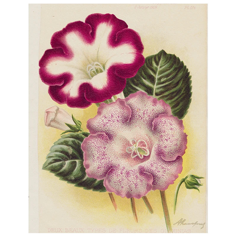 John Derian Gloxinia - Deux (p 183) Decoupage 3 John Derian Gloxinia - Deux (p 183) Decoupage