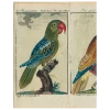 John Derian Decoupage Parrots - #7, #2, #6 (p 185) 2 John Derian Decoupage Parrots - #7, #2, #6 (p 185)