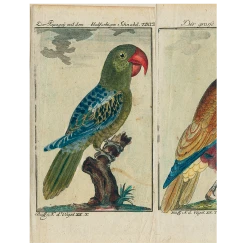 John Derian Decoupage Parrots - #7, #2, #6 (p 185)