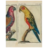 John Derian Parrots - #7, #2, #6 (p 186) Decoupage