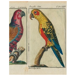 John Derian Parrots - #7, #2, #6 (p 186) Decoupage