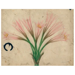 John Derian Decoupage Amaryllis (p 187)