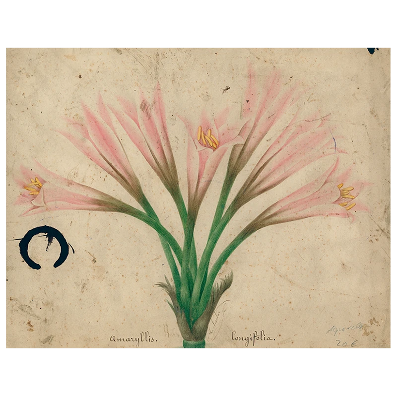 John Derian Decoupage Amaryllis (p 187) 3 John Derian Decoupage Amaryllis (p 187)