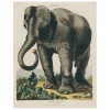John Derian Elepha (p 188) Decoupage
