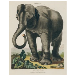 John Derian Elepha (p 188) Decoupage