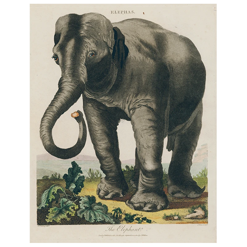 John Derian Elepha (p 188) Decoupage 3 John Derian Elepha (p 188) Decoupage