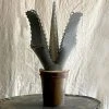 Vintage Antique French Tole Potted Agave Plant Sculpture (No. 1) Art