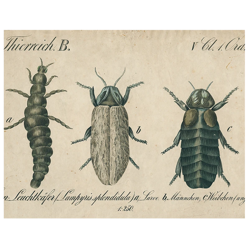 John Derian Black Beetle / Brown Insects (p 189) Decoupage 3 John Derian Black Beetle / Brown Insects (p 189) Decoupage