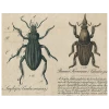John Derian Black Beetle / Brown Insects (p 190) Decoupage 2 John Derian Black Beetle / Brown Insects (p 190) Decoupage
