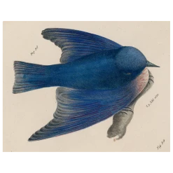 John Derian Pudgy Bluebird (p 194)