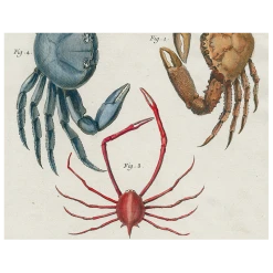 John Derian Decoupage Crabs (p 196)